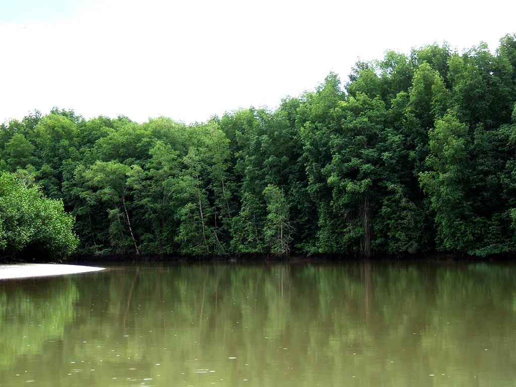 riverine mangrove forests costa rica